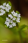 Gewöhnlicher Feldsalat (Valerianella locusta)